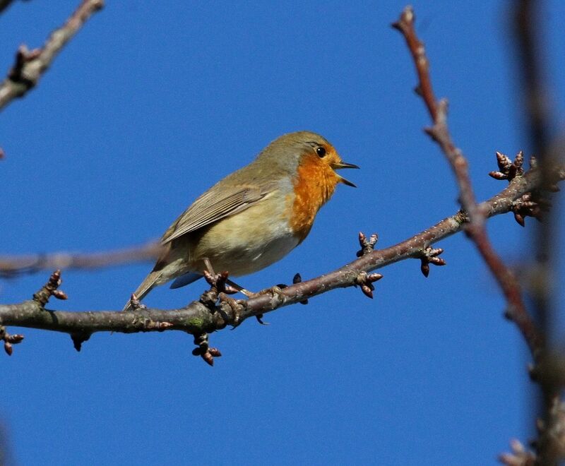 European Robin