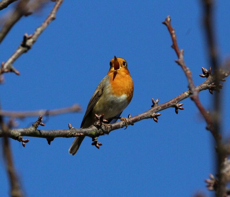 European Robin