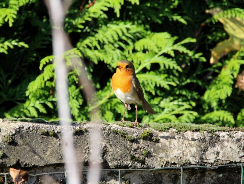 European Robin