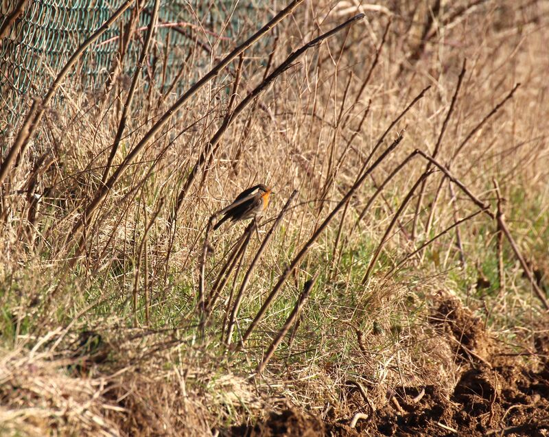 European Robin