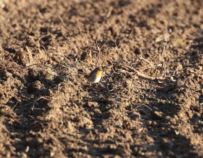 European Robin