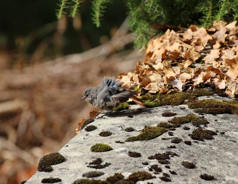 Black Redstart