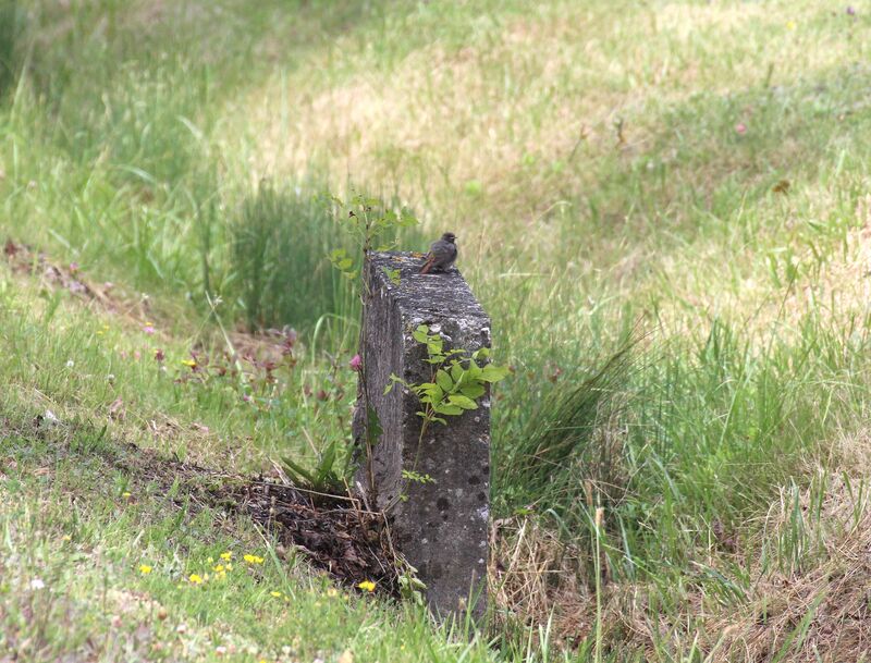 Black Redstart