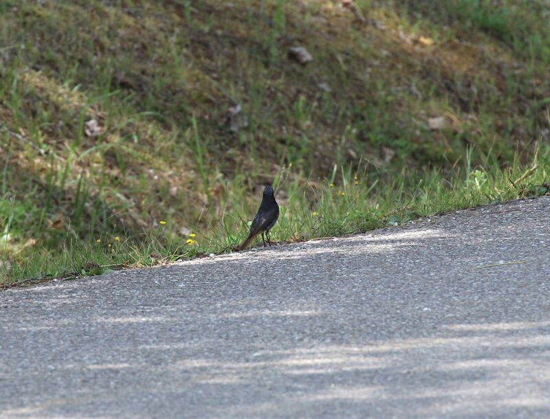 Rougequeue noir