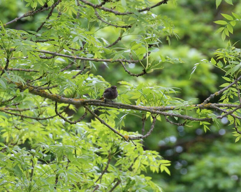 Black Redstart