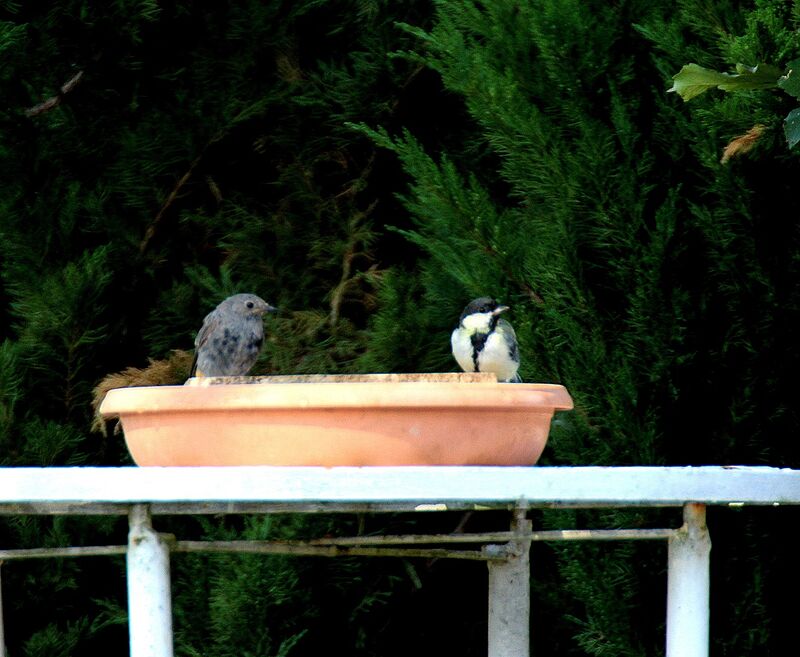 Black Redstart