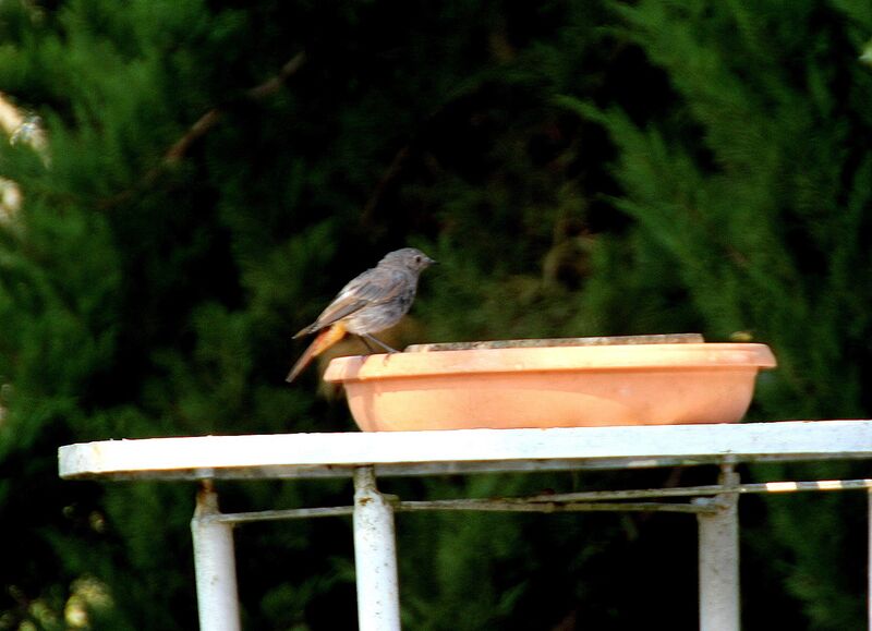 Black Redstart