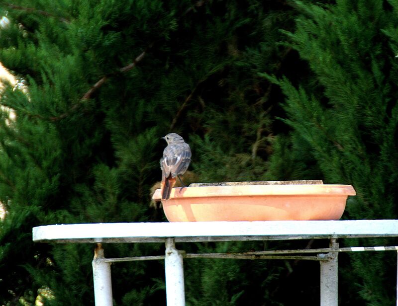 Black Redstart