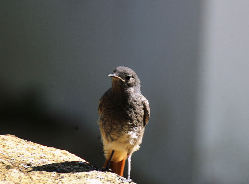 Black Redstart