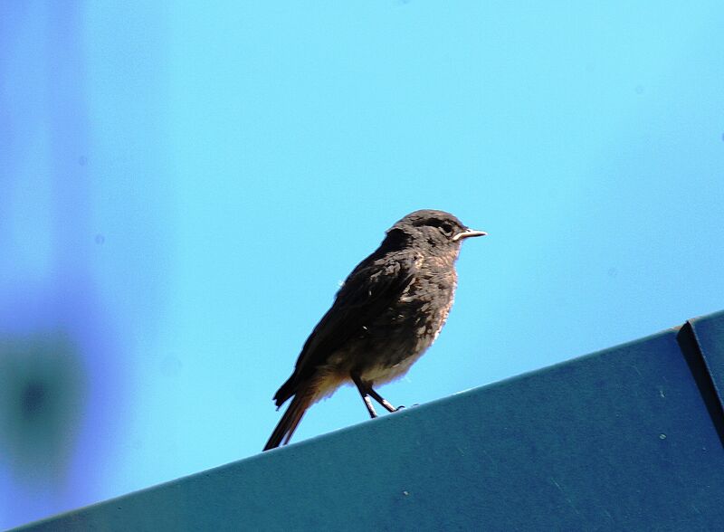 Black Redstart