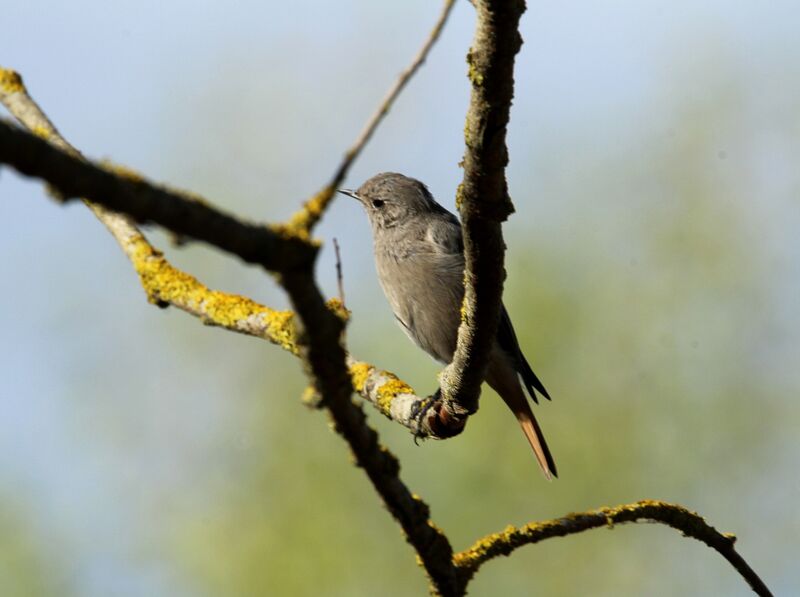 Black Redstart