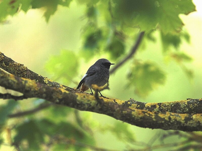 Black Redstart