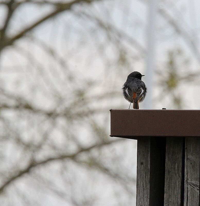 Black Redstart