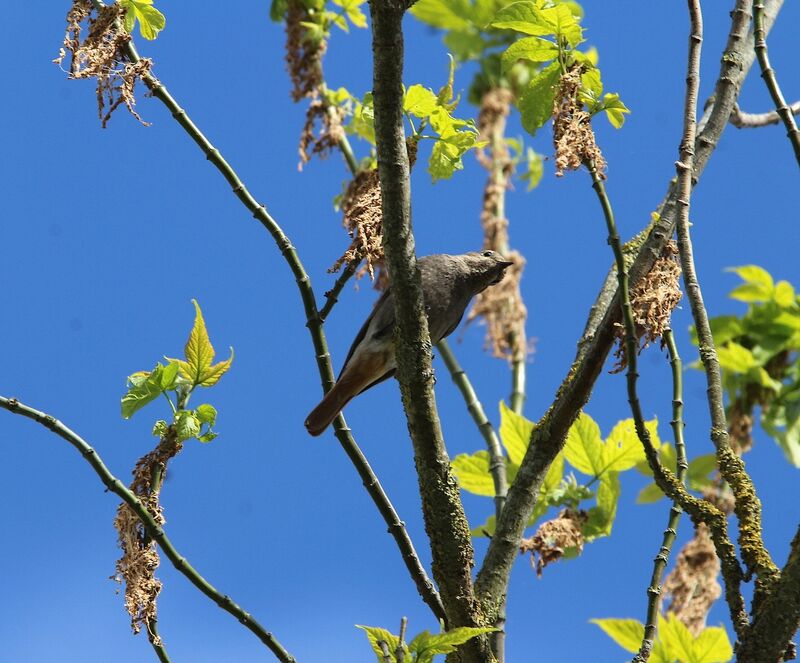 Black Redstart