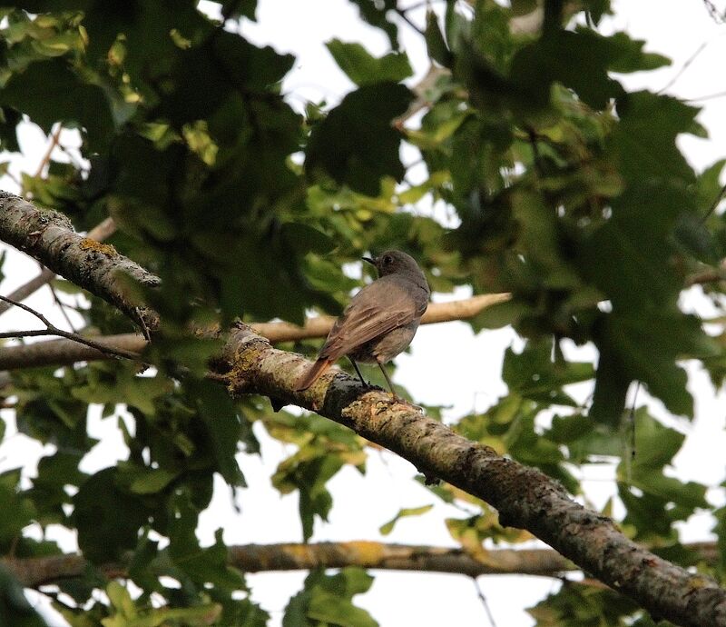 Black Redstart