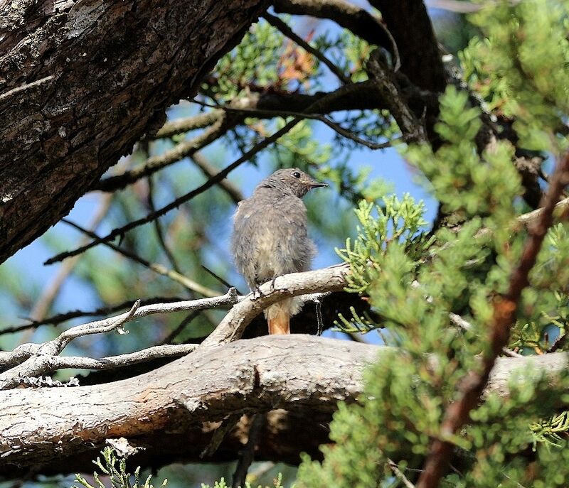 Black Redstart