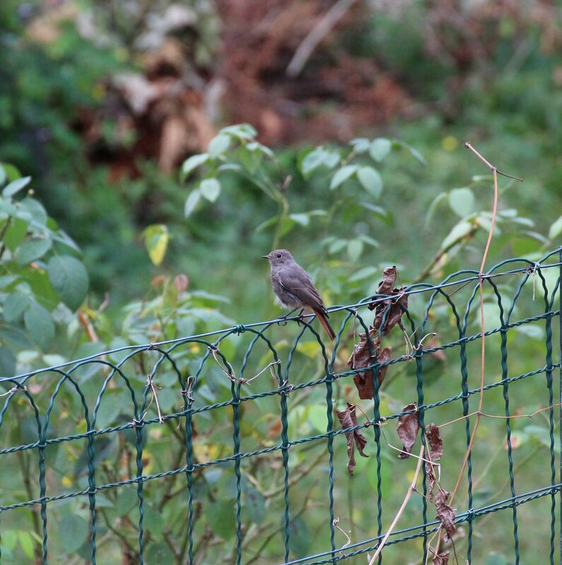 Black Redstart