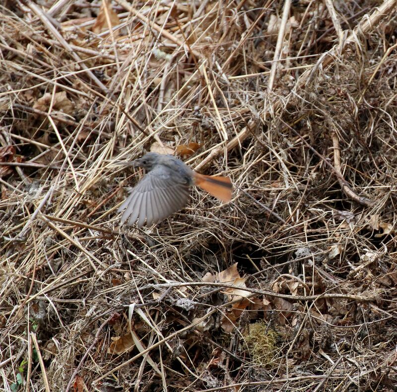 Black Redstart