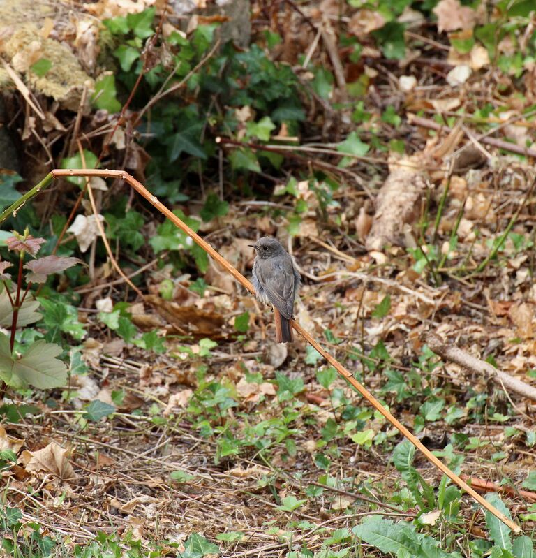 Black Redstart