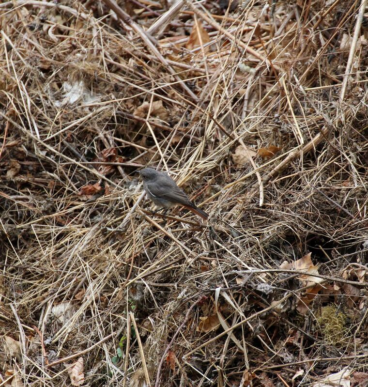 Black Redstart