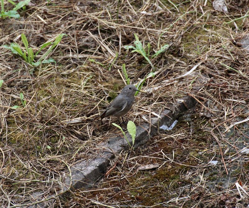 Black Redstart