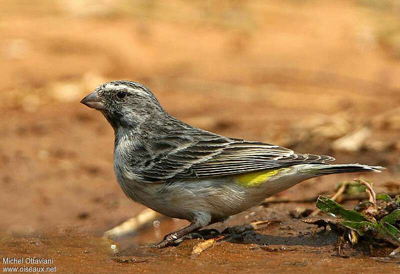 Serin à gorge noireadulte, identification