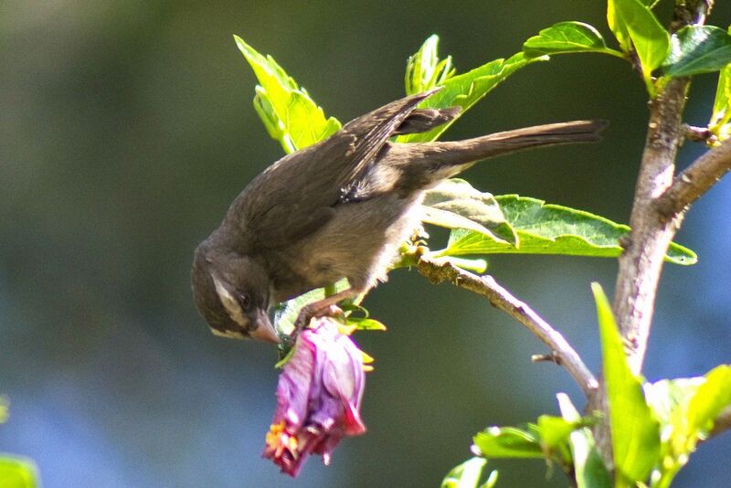 Brown-rumped Seedeateradult