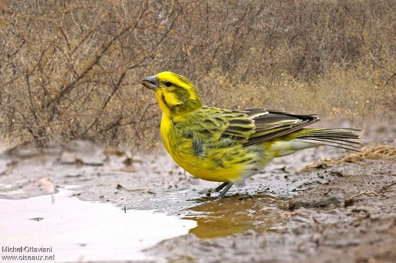 Serin à ventre blanc mâle adulte, identification