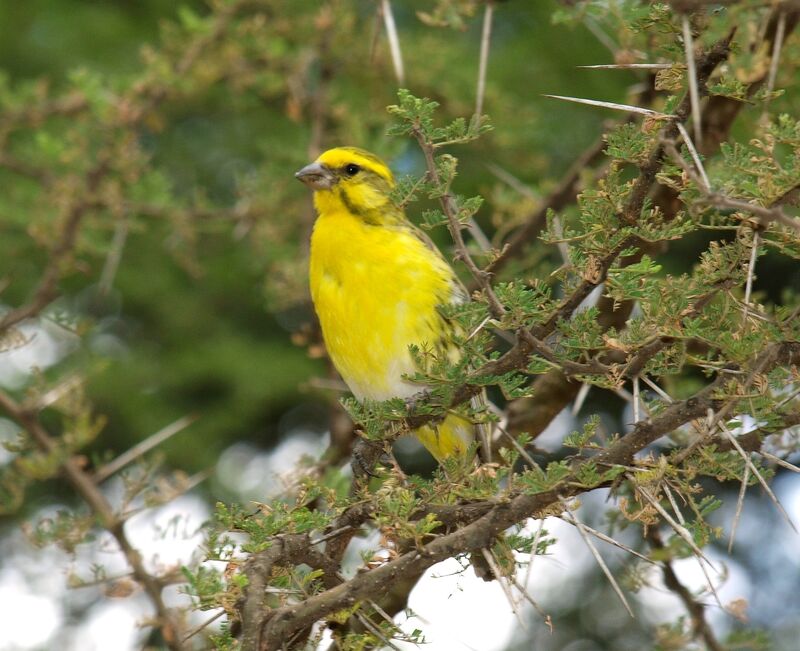 Serin à ventre blanc mâle adulte, portrait