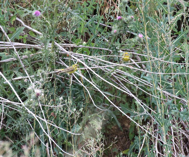 European Serin