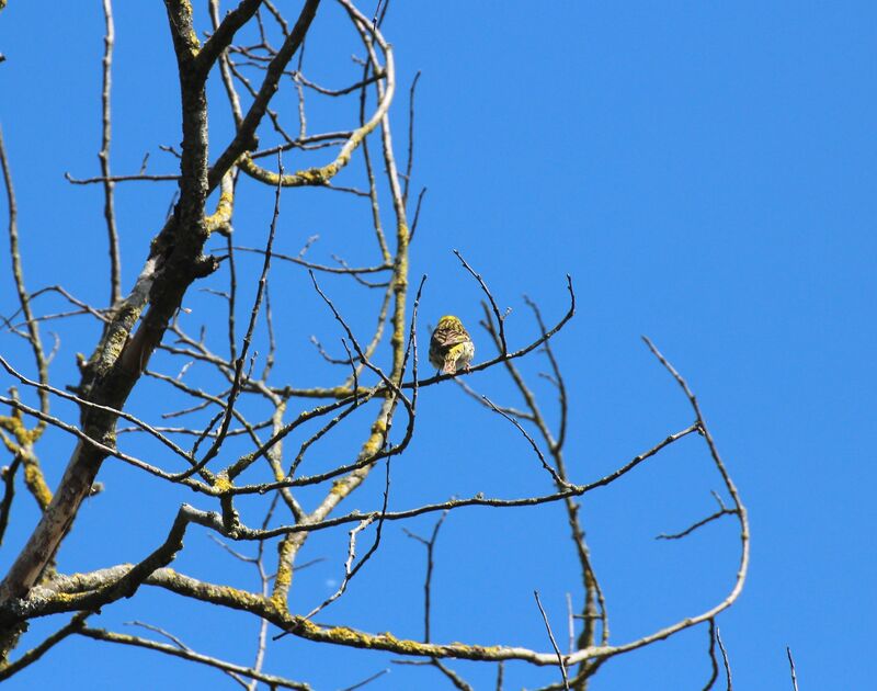 European Serin