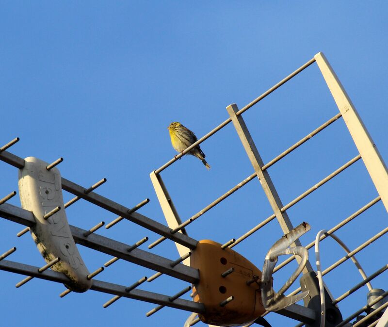 European Serin