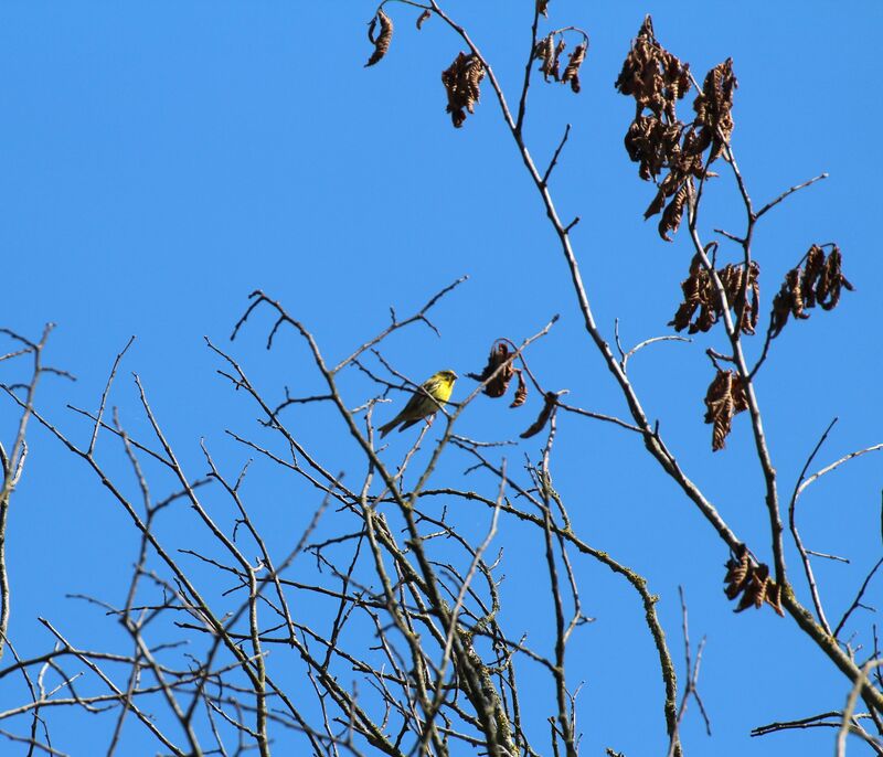 Serin cini