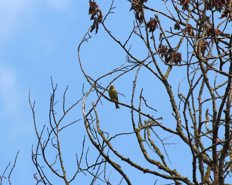 European Serin