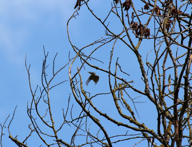 European Serin