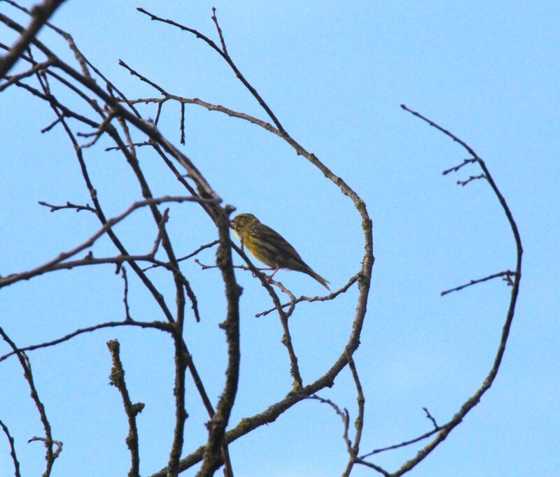 European Serin