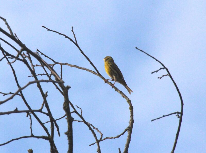 European Serin