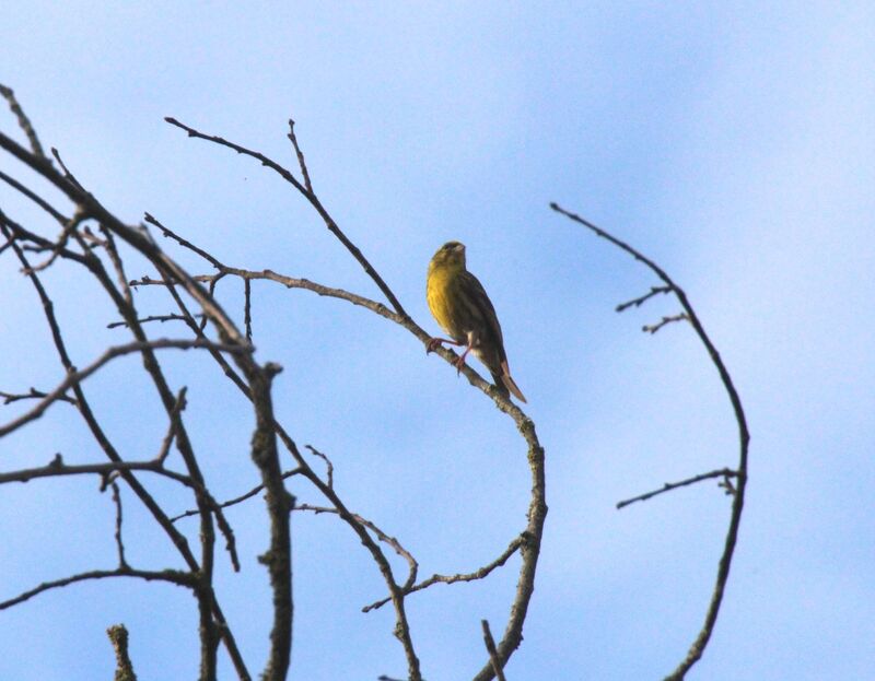 European Serin