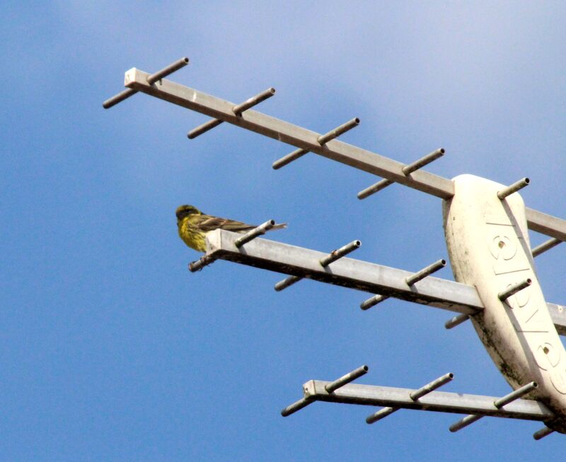 European Serin