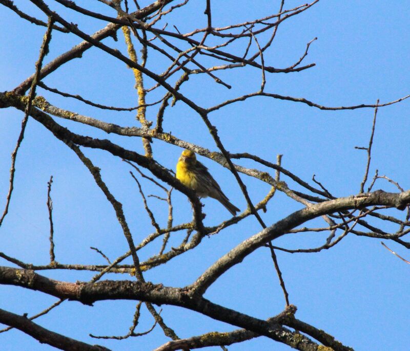 Serin cini