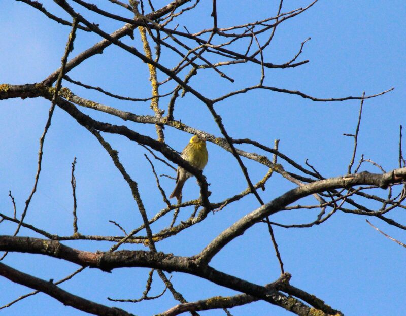 Serin cini