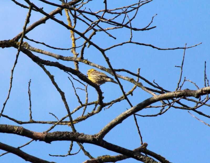 European Serin