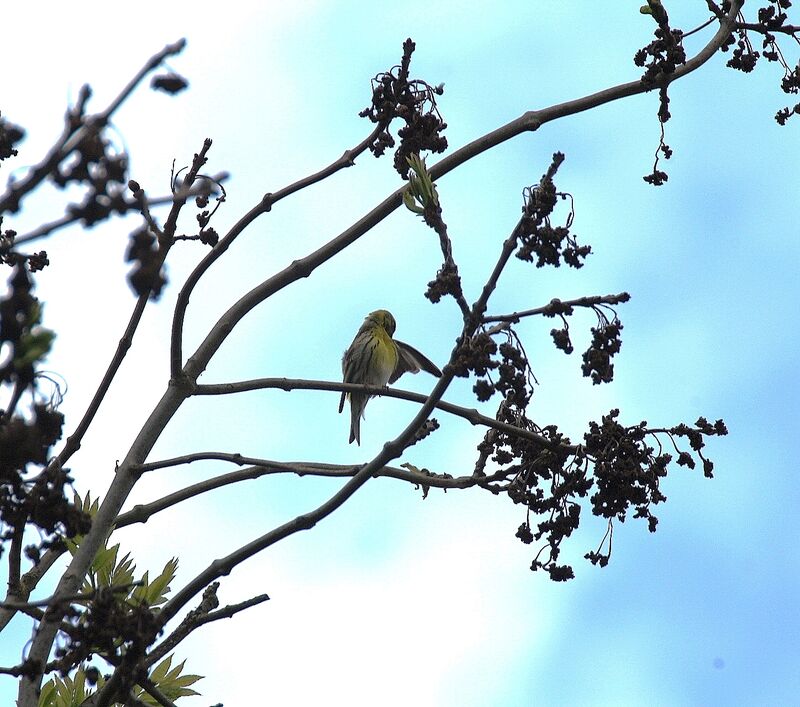 Serin cini