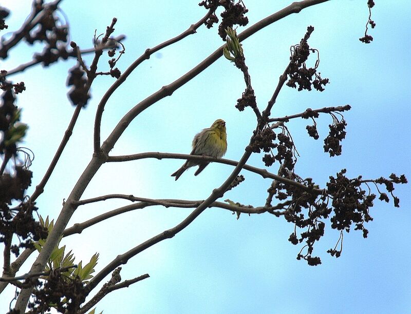 European Serin