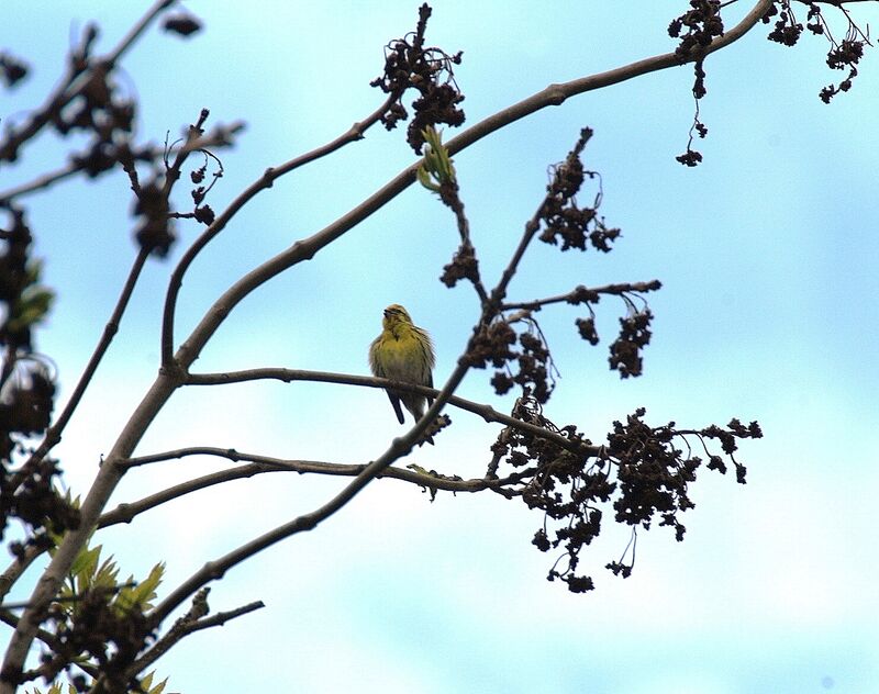 European Serin