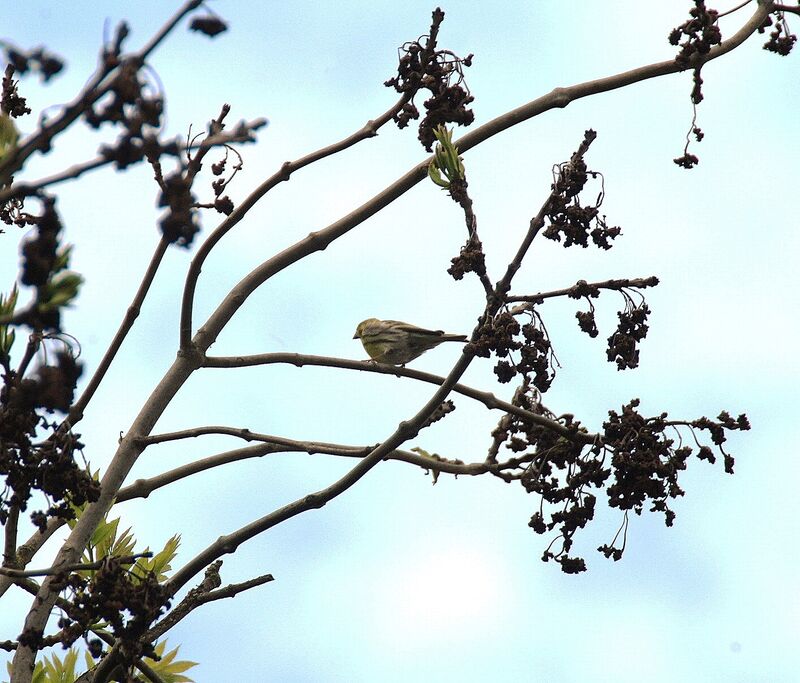 European Serin