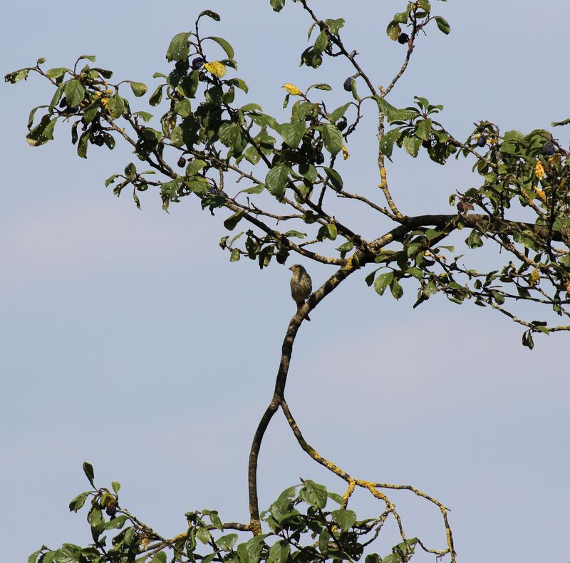 Serin cini