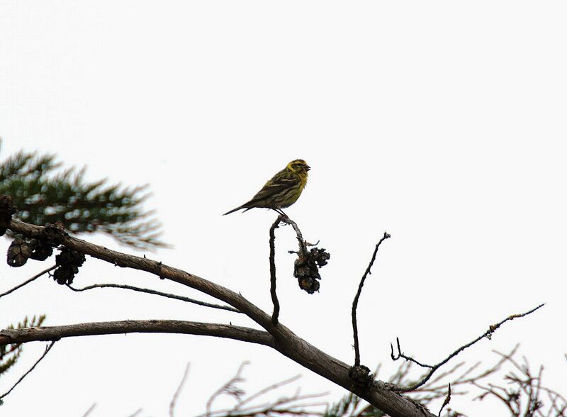 European Serin