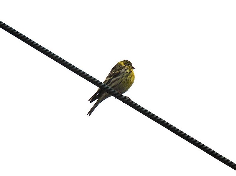 European Serin