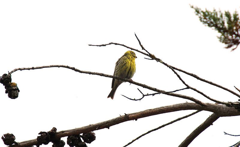 Serin cini